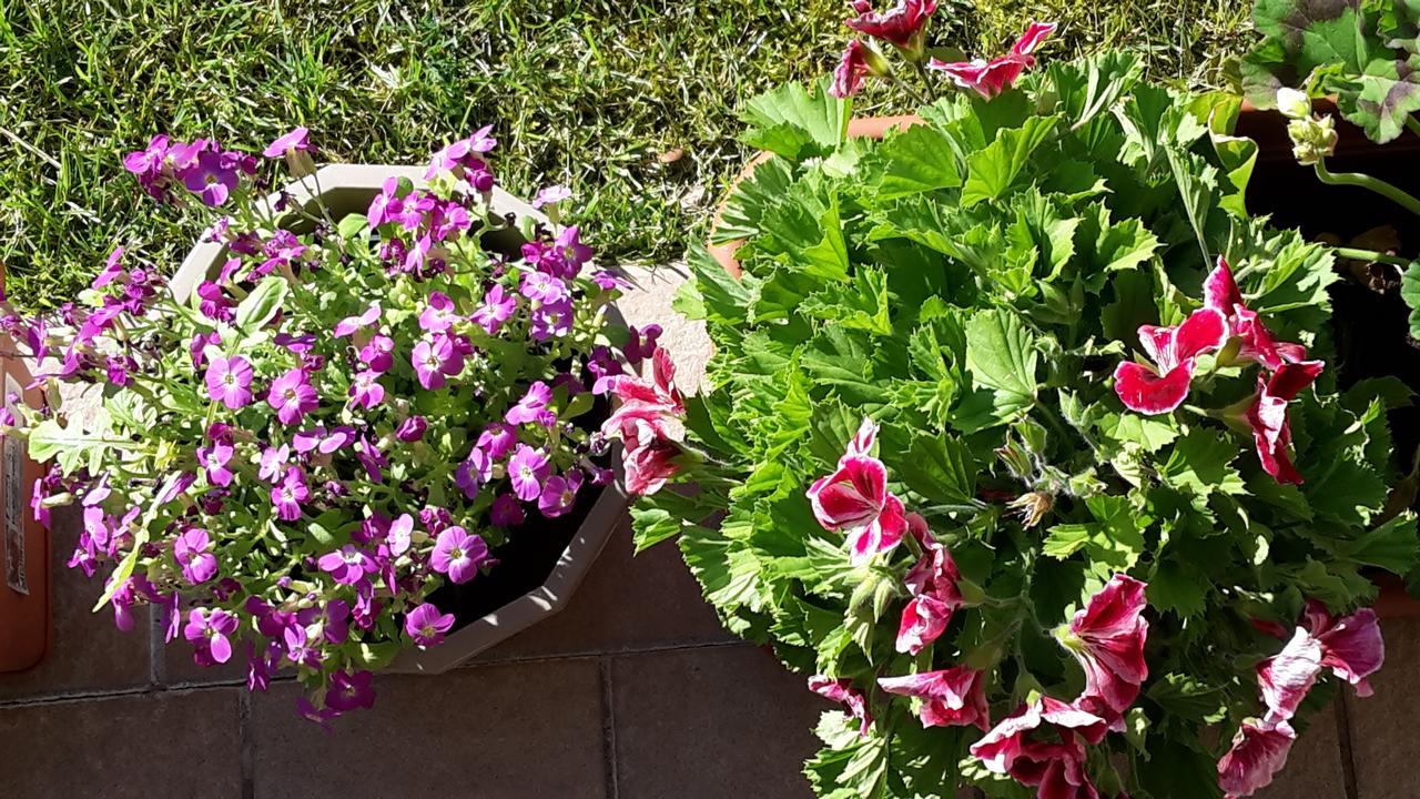 Residenza Orchidee Aparthotel Lazise Exterior foto